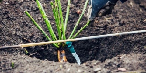 Sadnja ruža u proljeće: kada i kako saditi ruže